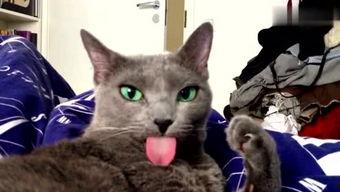 娱乐吃瓜酱猫咪头套