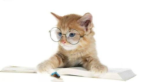 娱乐吃瓜酱猫咪头套